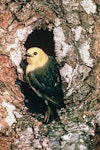 Mohua | Yellowhead. Adult at nest entrance. Mount Aspiring National Park. Image © Department of Conservation (image ref: 10028039) by Mike Soper, Department of Conservation.