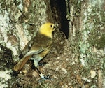 Mohua | Yellowhead. Adult entering nest hole with food for chicks. Image © Department of Conservation (image ref: 10028040) by Department of Conservation.