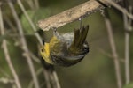 Mohua | Yellowhead. Adult female hanging upside down in ribbonwood tree. Routeburn Flats, Mt Aspiring National Park, April 2016. Image © Ron Enzler by Ron Enzler.