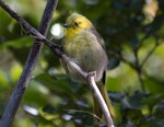 Mohua | Yellowhead. Just fledged juvenile. Ulva Island, Stewart Island, January 2012. Image © Peter Tait by Peter Tait.