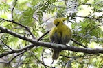 Mohua | Yellowhead. Preening bird with feathers fluffed out. Ulva Island, January 2015. Image © Steve Attwood by Steve Attwood.