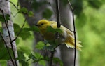 Mohua | Yellowhead. Leucistic adult. Chalky Island, Chalky Inlet, Fiordland, March 2012. Image © Kate Beer by Kate Beer.