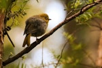 Mohua | Yellowhead. Fledgling. Ulva Island, February 2015. Image © Wanderwild Photography NZ by Michelle Martin.