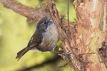 Brown creeper | Pīpipi. Adult with fuchsia pollen on chin. Forest Hill, Central Southland, October 2011. Image © Glenda Rees by Glenda Rees.