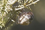 Brown creeper | Pīpipi. Adult searching foliage for prey. Sinclair Wetlands, Otago, April 2014. Image © Steve Attwood by Steve Attwood.