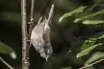 Brown creeper | Pīpipi. Adult amongst the ribbonwood trees on bush edge. Routeburn Flats, Mt Aspiring National Park, March 2016. Image © Ron Enzler by Ron Enzler.