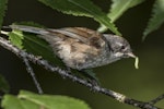 Brown creeper | Pīpipi. Adult with caterpillar, amongst the ribbonwood trees on bush edge. Routeburn Flats, Mt Aspiring National Park, March 2016. Image © Ron Enzler by Ron Enzler.