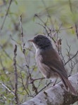 Brown creeper | Pīpipi. Adult perched in foliage. Nina Valley, Lewis Pass National Reserve, March 2014. Image © Steve Attwood by Steve Attwood.