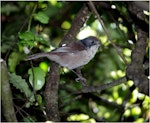 Brown creeper | Pīpipi. Adult. Jacky Lee Island, Stewart Island, March 2012. Image © Colin Miskelly by Colin Miskelly.