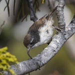 Brown creeper | Pīpipi. Adult with caterpillar. Anchor Island, March 2022. Image © Oscar Thomas by Oscar Thomas.