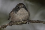 Brown creeper | Pīpipi. Adult. Routeburn Flats, Mt Aspiring National Park, April 2016. Image © Ron Enzler by Ron Enzler.