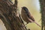 Brown creeper | Pīpipi. Adult. Silverstream, Dunedin, August 2008. Image © Craig McKenzie by Craig McKenzie.