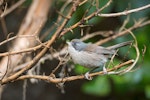 Brown creeper | Pīpipi. Adult. Orokonui, May 2015. Image © Nicholas Sherlock by Nicholas Sherlock.