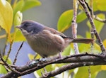 Brown creeper | Pīpipi. Adult. Silverstream, Dunedin, October 2015. Image © Imogen Warren by Imogen Warren.