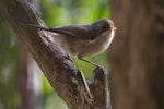 Brown creeper | Pīpipi. Adult. Silverstream, Dunedin, August 2008. Image © Craig McKenzie by Craig McKenzie.