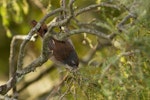 Brown creeper | Pīpipi. Adult. Catlins Forest, March 2014. Image © Glenda Rees by Glenda Rees.