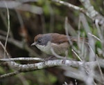 Brown creeper | Pīpipi. Adult. Green Island, Foveaux Strait, December 2012. Image © Colin Miskelly by Colin Miskelly.