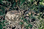 Brown creeper | Pīpipi. Adult pair at nest. Image © Department of Conservation (image ref: 10033096) by Mike Soper, Department of Conservation.