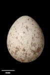 Brown creeper | Pīpipi. Egg 18.9 x 15.1 mm (NMNZ OR.021151, collected by 'Binder'). Image © Te Papa by Jean-Claude Stahl.