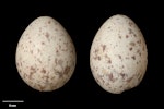 Brown creeper | Pīpipi. Clutch (NMNZ OR.021151, collected by 'Binder'). Image © Te Papa by Jean-Claude Stahl.