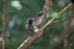 Brown creeper | Pīpipi. Juveniles just fledged... maybe 36 hours. Ulva Island, Stewart Island, February 2012. Image © Peter Tait by Peter Tait.