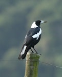 Australian magpie | Makipai. Black-backed magpie. Lake Tutira, April 2008. Image © Duncan Watson by Duncan Watson.