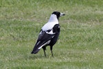 Australian magpie | Makipai. Adult male on grass showing white back. Karori, Wellington, November 2009. Image © Duncan Watson by Duncan Watson.