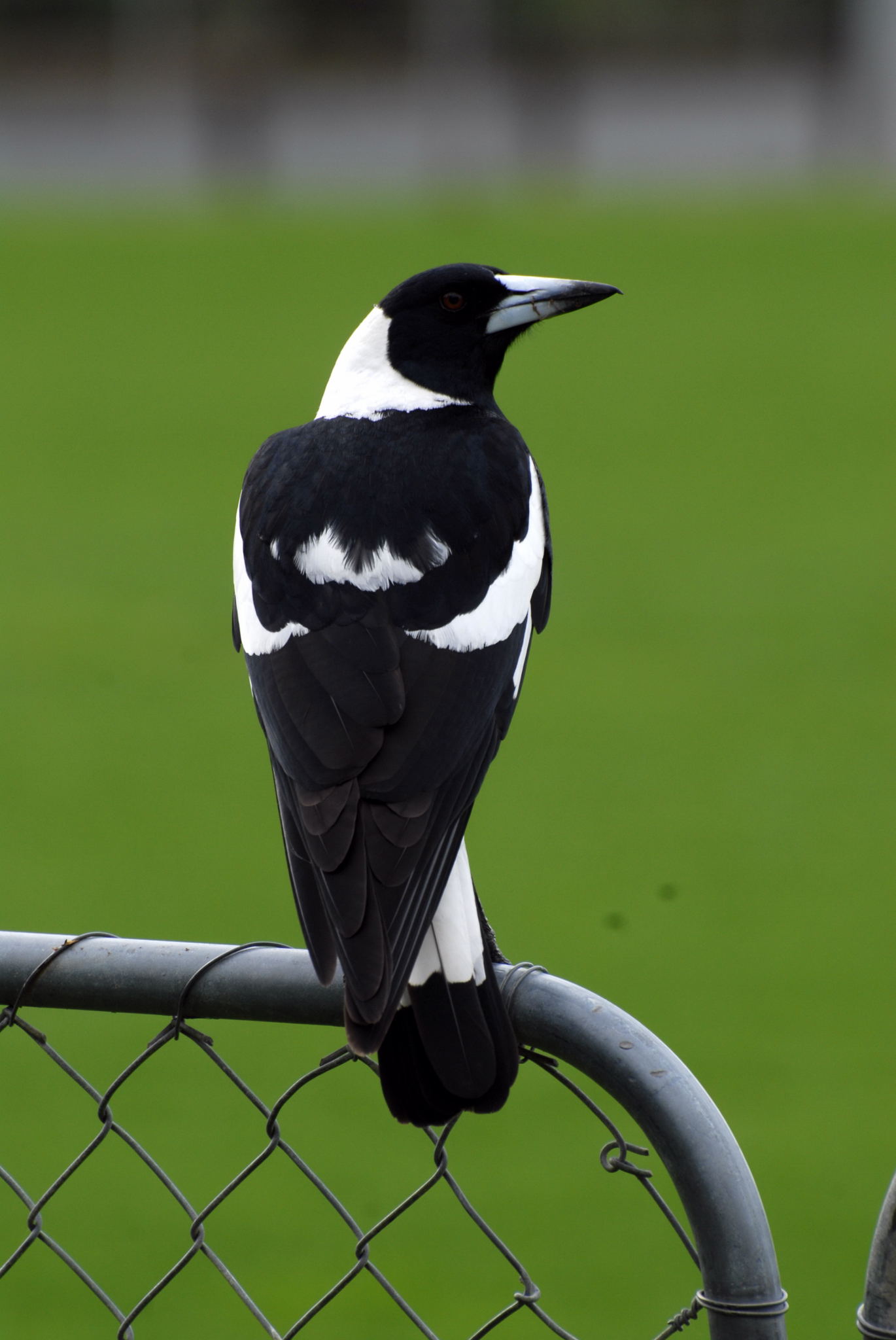 Sale Magpie