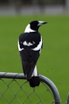 Australian magpie | Makipai. Male black-backed magpie. North Shore, Auckland, September 2007. Image © Peter Reese by Peter Reese.