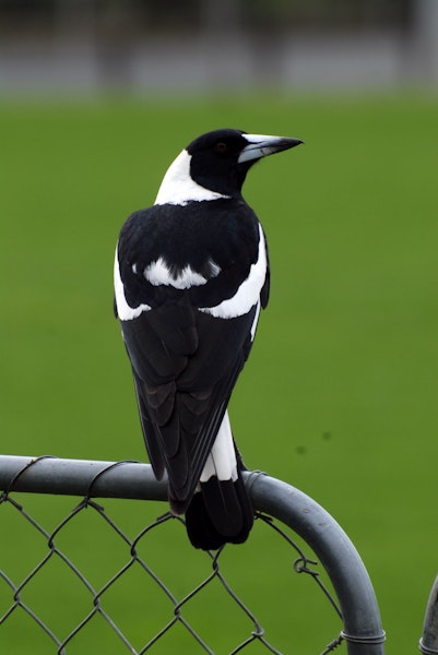 Australian magpie | Makipai. Male black-backed magpie. North Shore, Auckland, September 2007. Image © Peter Reese by Peter Reese.