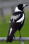 Australian magpie | Makipai. Mixed race female. North Shore, Auckland, September 2007. Image © Peter Reese by Peter Reese.