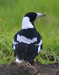 Australian magpie | Makipai. Mixed race adult. Wanganui, June 2006. Image © Ormond Torr by Ormond Torr.