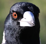 Australian magpie | Makipai. Face of white-backed adult; showing bill colour, eye colour, and weak feather gloss. Lower Hutt, June 2016. Image © Robert Hanbury-Sparrow by Robert Hanbury-Sparrow.