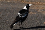 Australian magpie | Makipai. Male black-backed magpie. North Shore, Auckland, September 2007. Image © Peter Reese by Peter Reese.