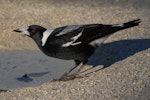 Australian magpie | Makipai. Female black-backed magpie. North Shore, Auckland, January 2007. Image © Peter Reese by Peter Reese.