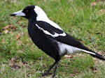 Australian magpie | Makipai. Adult male white-backed magpie. Wanganui, September 2012. Image © Ormond Torr by Ormond Torr.