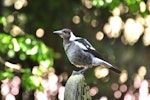 Australian magpie | Makipai. Juvenile. Grafton Cemetary, Auckland, January 2010. Image © Cheryl Marriner by Cheryl Marriner.