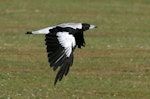 Australian magpie | Makipai. Adult female white-backed magpie in flight. Wanganui, January 2008. Image © Ormond Torr by Ormond Torr.