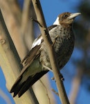 Australian magpie | Makipai. Juvenile white-backed magpie. Wanganui, January 2005. Image © Ormond Torr by Ormond Torr.