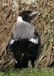 Australian magpie | Makipai. Immature white-backed magpie. Wanganui, November 2008. Image © Ormond Torr by Ormond Torr.