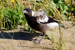 Australian magpie | Makipai. Juvenile. Ngatitoa domain, Plimmerton, October 2015. Image © Paul Le Roy by Paul Le Roy.