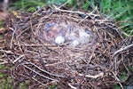 Australian magpie | Makipai. Nest (containing fencing wire) with three eggs. Whakatane, January 2007. Image © Rosemary Tully by Rosemary Tully.