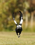 Australian magpie | Makipai. Adult in flight, frontal view. Wanganui, December 2014. Image © Ormond Torr by Ormond Torr.