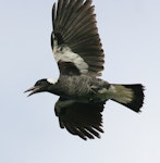 Australian magpie | Makipai. Immature white-backed magpie in flight. Wanganui, March 2009. Image © Ormond Torr by Ormond Torr.