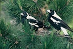 Australian magpie | Makipai. Adult white-backed magpies at nest. Ilam, Christchurch, October 1980. Image © Peter Reese by Peter Reese.