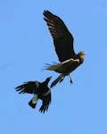 Australian magpie | Makipai. Adult attacking harrier. Wanganui, September 2008. Image © Ormond Torr by Ormond Torr.