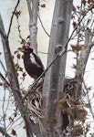 Australian magpie | Makipai. Fledgling standing on nest. Palmerston North, January 1977. Image © John Innes by John Innes.