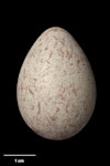 Australian magpie | Makipai. Egg 37.2 x 26.2 mm (NMNZ OR.025978, collected by the Barnard family). Coomooboolaroo station, 20 km sw of Duaringa, central east Queensland, January 1889. Image © Te Papa by Jean-Claude Stahl.