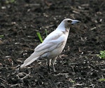 Australian magpie | Makipai. Colour aberration. Wanganui, September 2008. Image © Ormond Torr by Ormond Torr.