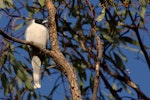 Masked woodswallow. Adult male. Bourke, New South Wales, Australia, October 2009. Image © Jarrod Amoore by Jarrod Amoore.